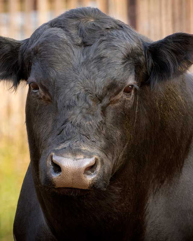 Yajambee-Farms-Angus-Stud