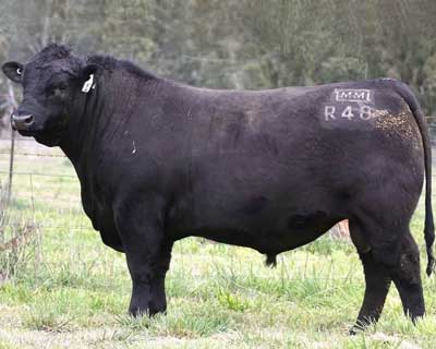 Yajambee-R48-Rembrandt(Millah-Murrah) Angus Bull