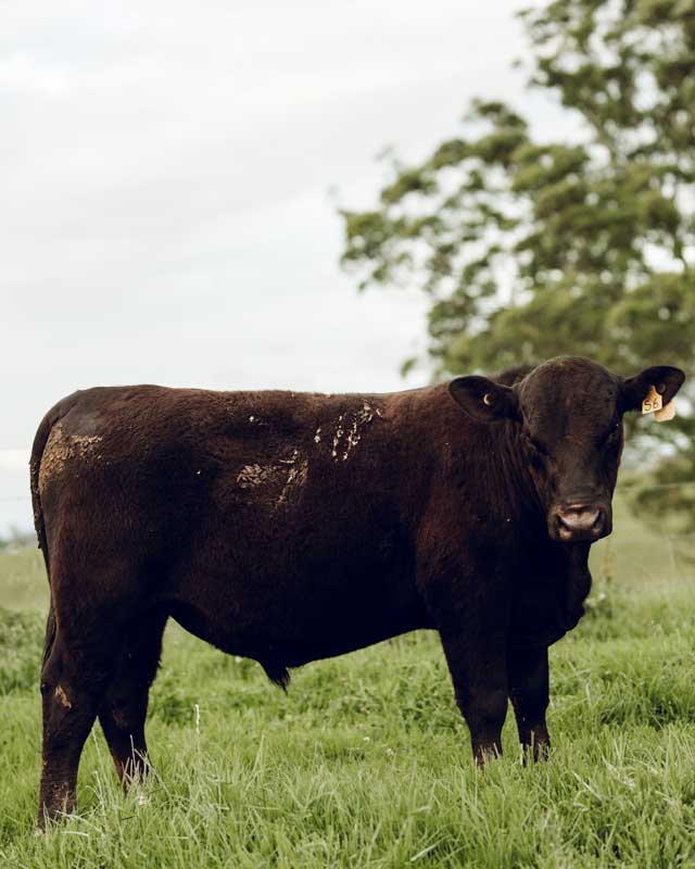 Yajambee-Angus-Stud-Longevity