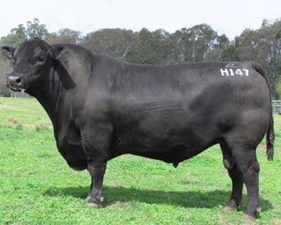 Yajambee-Farms_Ascot-Hallmark-Bull